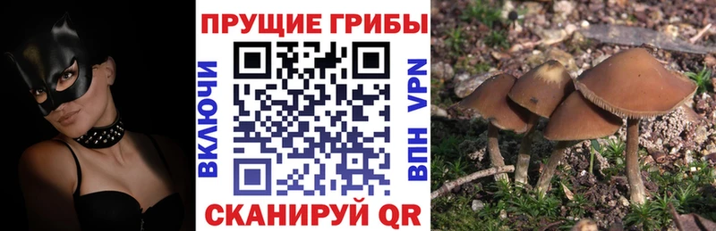 Псилоцибиновые грибы мицелий  Няндома 